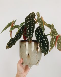 begonia maculata