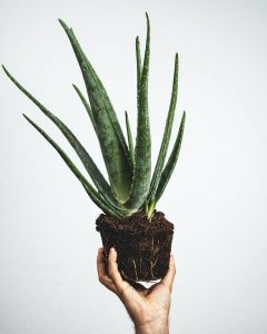 aloe vera